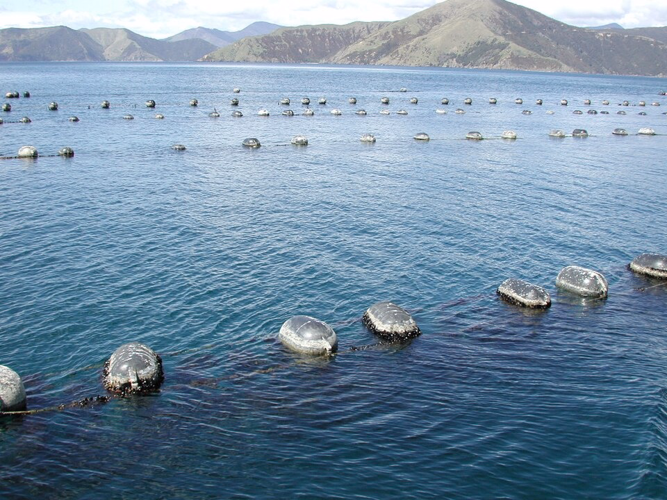 A mussel farm using the continuous longline system in the Marlborough Sounds.